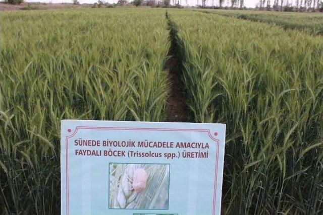 Süneye Karşı Doğaya 500 Bin Adet Faydalı Böcek Salındı 1