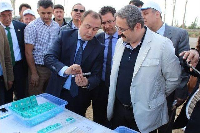 Süneye Karşı Doğaya 500 Bin Adet Faydalı Böcek Salındı 2