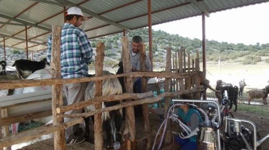 Lisinia&rsquo;da Ke&ccedil;i Sağımı Başladı