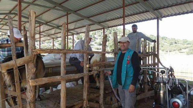 Lisinia&rsquo;da Ke&ccedil;i Sağımı Başladı 1