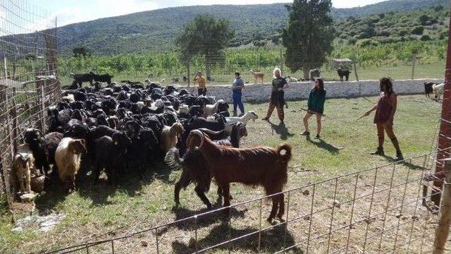 Lisinia&rsquo;da Ke&ccedil;i Sağımı Başladı 2