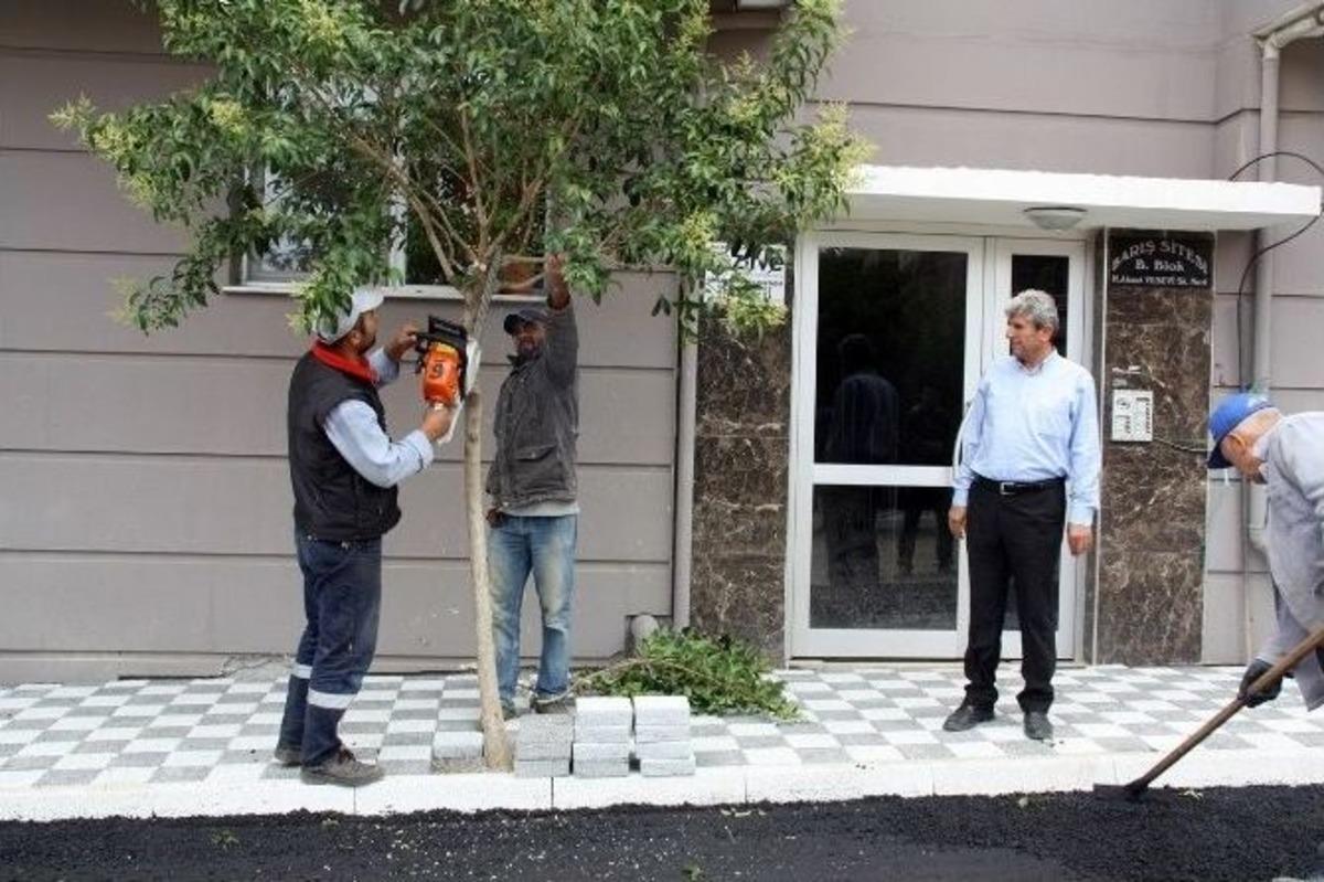 S&ouml;k&uuml;len Ağa&ccedil;lar Yerine Dikildi