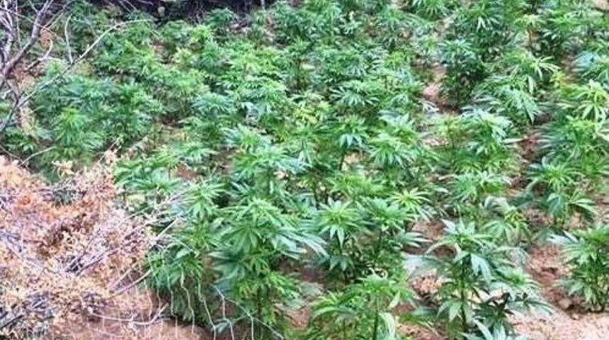 Jandarma&rsquo;dan Hint Keneviri Yetiştirenlere Su&ccedil; &Uuml;st&uuml;