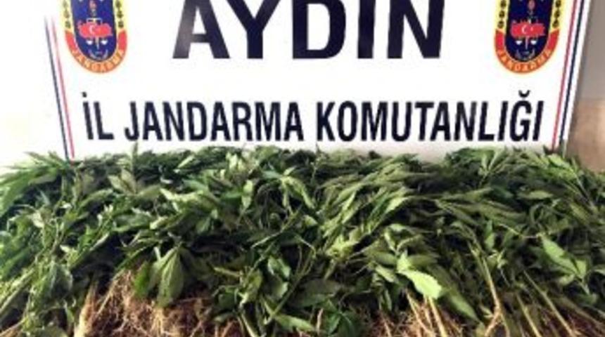 Tarlada 60 K&ouml;k Kenevir Yetiştirdi