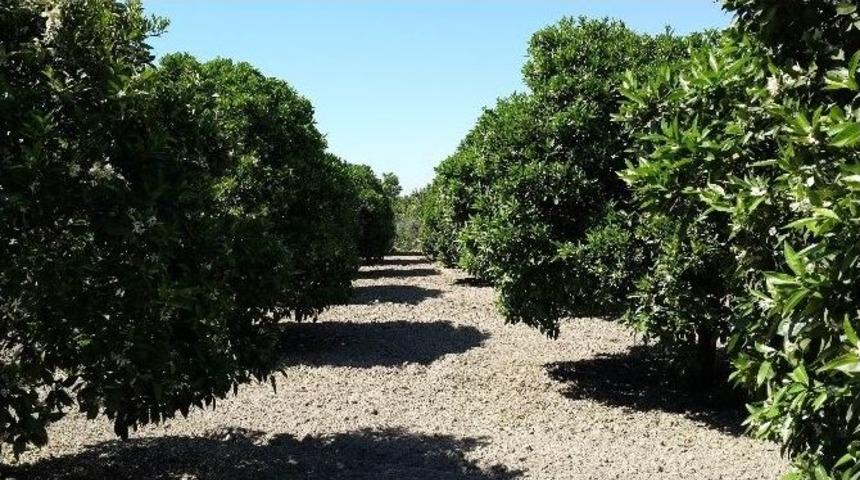 Turunçgil Unlu Bit Zararlısı İle Mücadele Başladı