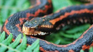 Hopa Engereği İçin Bölgede Çalışma Başlatıldı