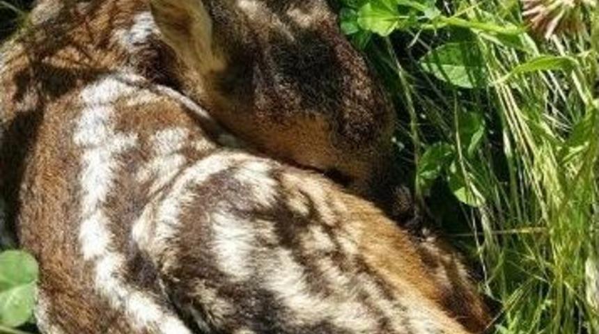 Polonezk&ouml;y&rsquo;de Yılın İlk Karaca Yavrusu D&uuml;nyaya Geldi