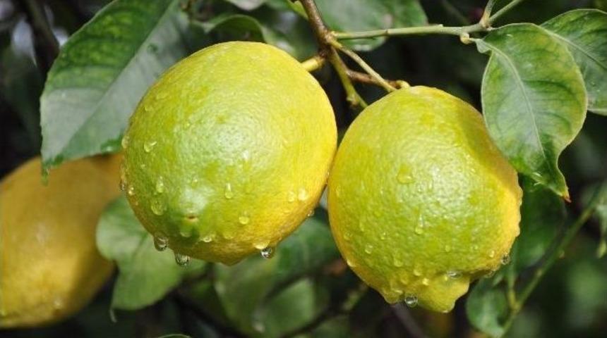 Limon 4 Aydır Yerinde Sayıyor