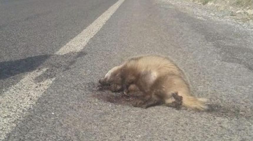 Nesli T&uuml;kenmekte Olan Porsuk, Hakkari&rsquo;de &Ouml;l&uuml; Olarak Bulundu