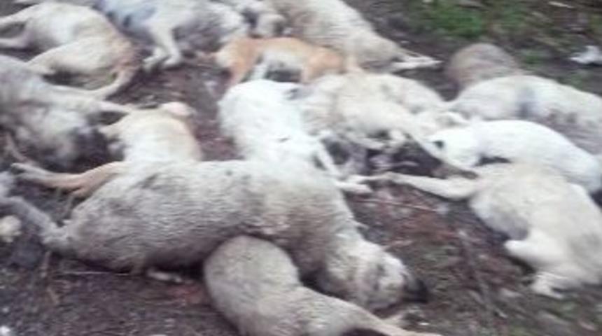 Kastamonu’da Sokak Köpeklerinin Zehirli İğne İle Öldürüldüğü İddiası