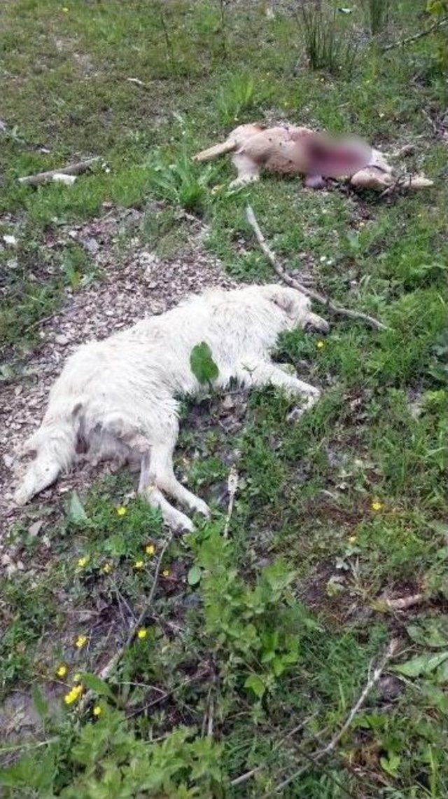 Kastamonu’da Sokak Köpeklerinin Zehirli İğne İle Öldürüldüğü İddiası