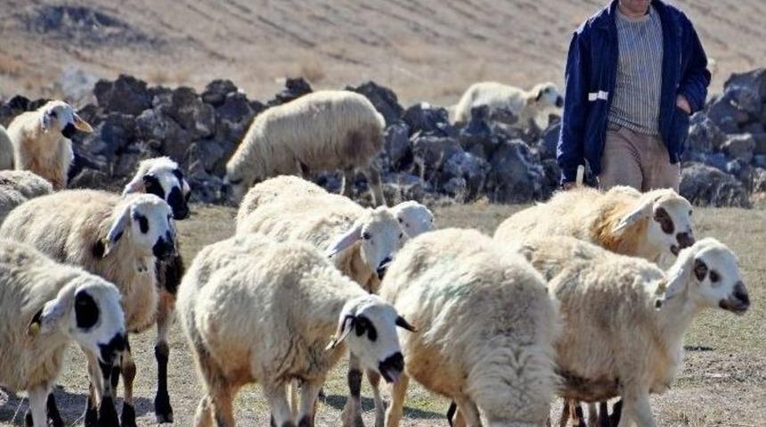 (&ouml;zel Haber) Evlenemeyen Aksaraylı &Ccedil;obanların İsyanı
