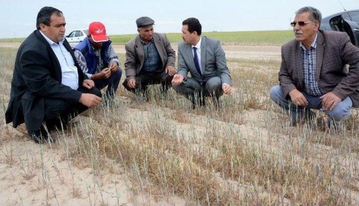 (özel Haber) Kuraklık Aksaray’ı Vurdu G1