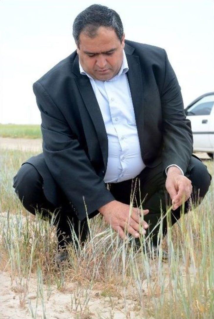 (özel Haber) Kuraklık Aksaray’ı Vurdu G2