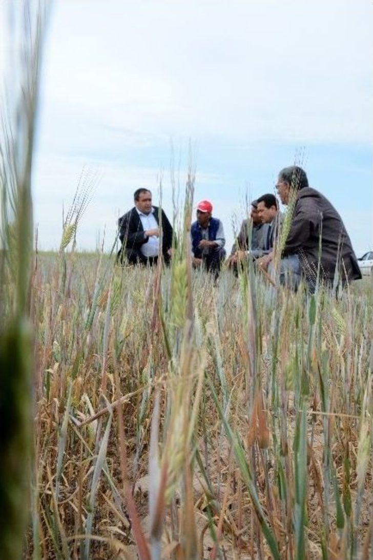 (özel Haber) Kuraklık Aksaray’ı Vurdu G5