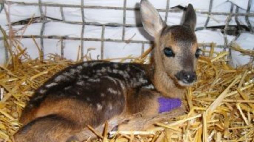 Vatandaşlara "karaca" Uyarısı