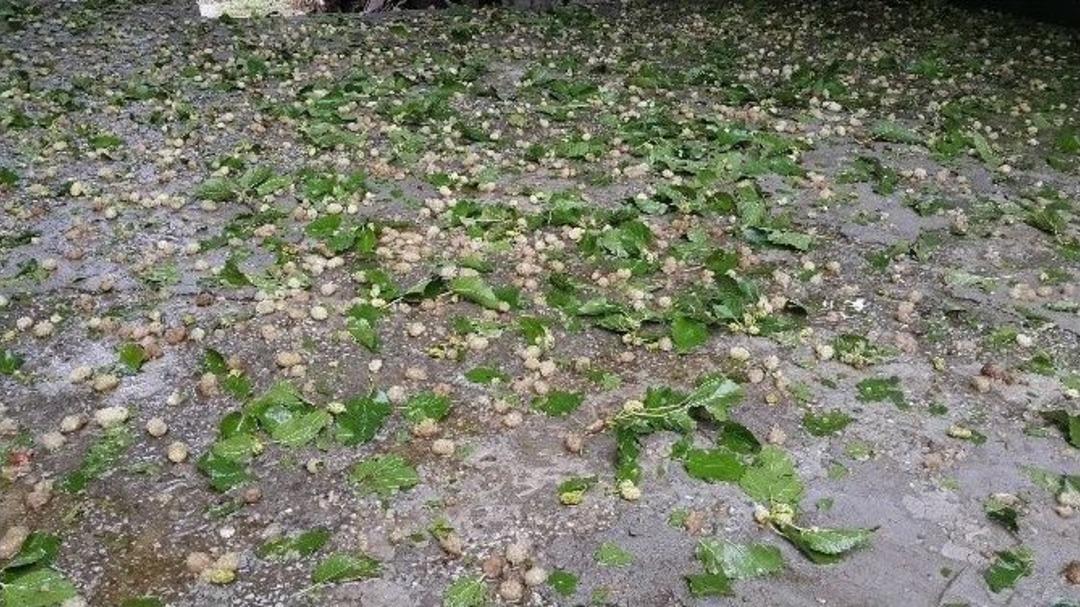 Dolu Yağışı &Uuml;reticiyi Olumsuz Etkiledi