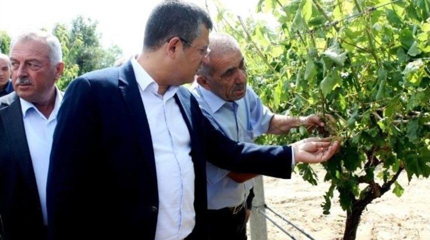 Chp&rsquo;li &Ouml;zel, Doludan Zarar G&ouml;ren &Uuml;z&uuml;m Bağlarını İnceledi