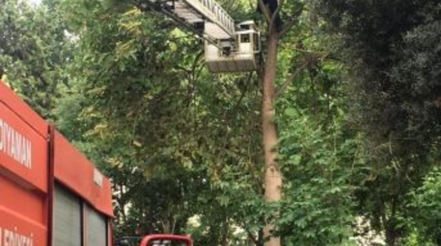 İtfaiye Tehlikeye Neden Olan Ağa&ccedil; Dallarını Kesti