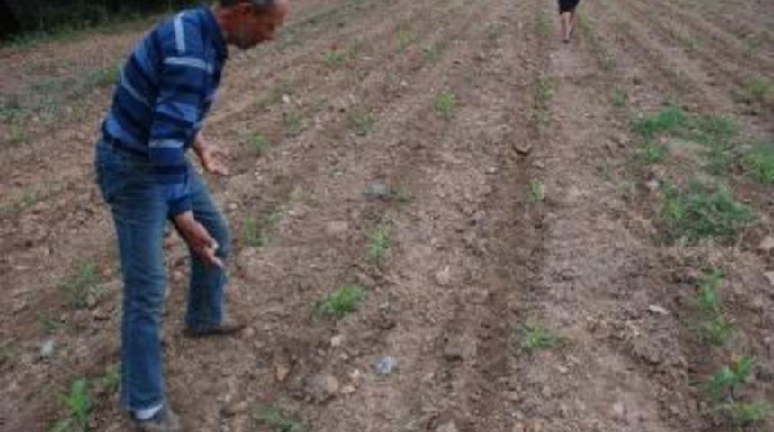 Domuzlar &Uuml;reticilerin Kabusu Oldu