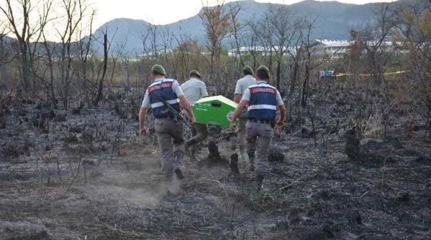 Balık Tutmaya Gitti, Orman Yangının Ortasında Kaldı