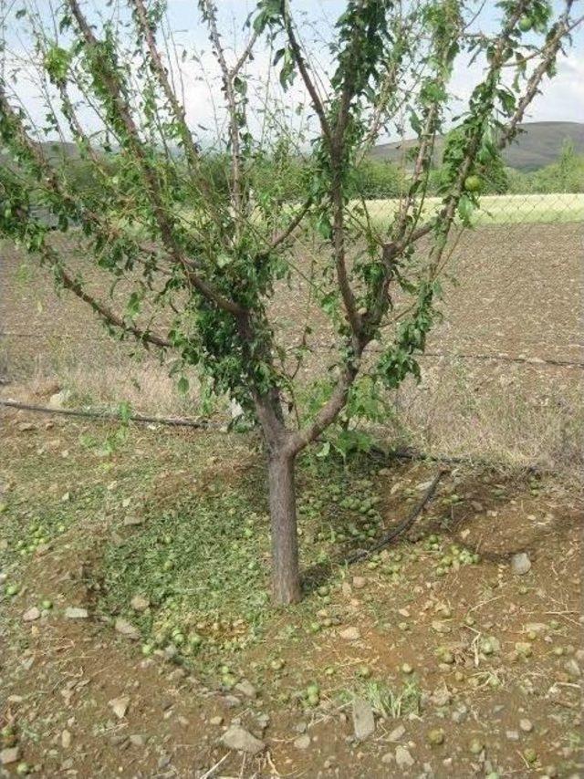 Elazığ’da Dolu, Zarara Yol Açtı