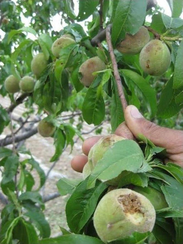 Elazığ’da Dolu, Zarara Yol Açtı