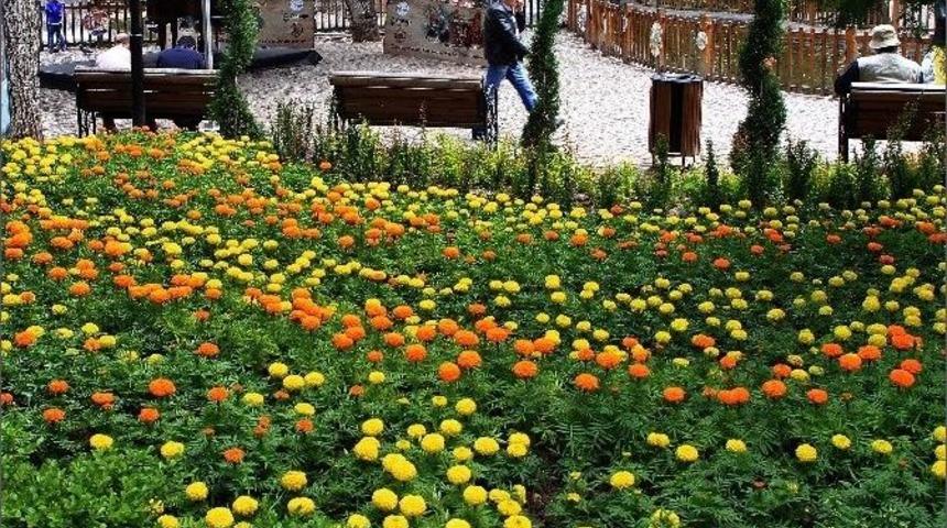 &Ccedil;ankaya Parkları Rengarenk