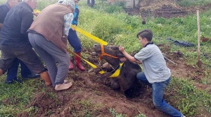 (&ouml;zel Haber) Sulama Kanalına D&uuml;şen İneği İtfaiye Kurtardı