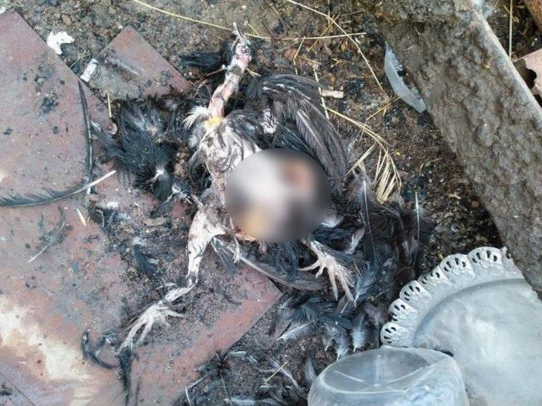 Tekirdağ&rsquo;da Başıboş K&ouml;pekler K&uuml;mesteki Tavukları Telef Etti