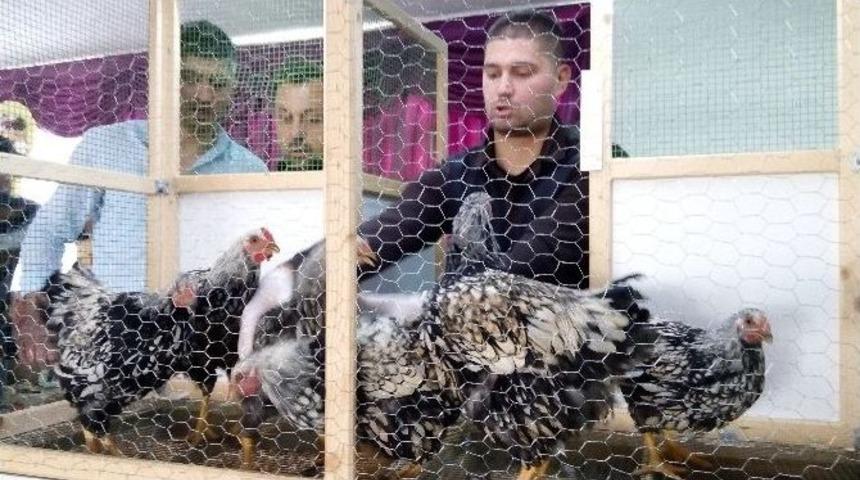 Lapseki&rsquo;de Geleneksel 3. Tavuk Mezadı Yapıldı