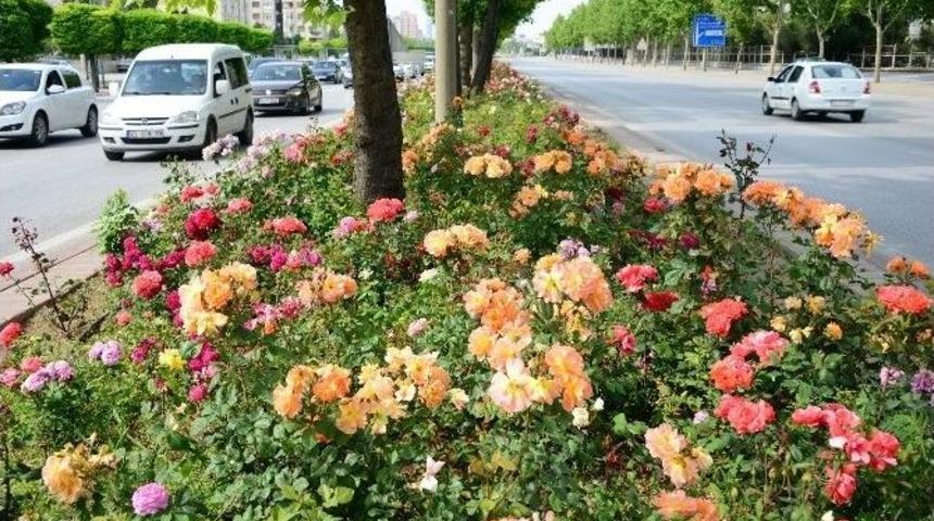 G&uuml;ller Şehri Konya