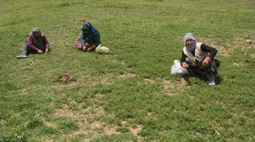 Yozgat&rsquo;ta Yağışlar Madımak Toplayıp Satan Kadınları Sevindirdi