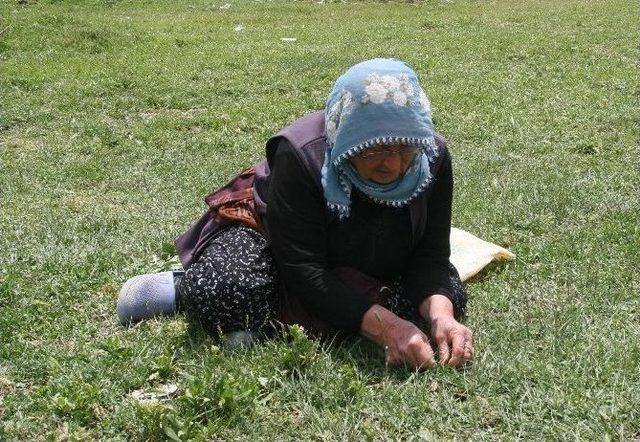Yozgat&rsquo;ta Yağışlar Madımak Toplayıp Satan Kadınları Sevindirdi 1