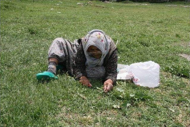 Yozgat&rsquo;ta Yağışlar Madımak Toplayıp Satan Kadınları Sevindirdi 2