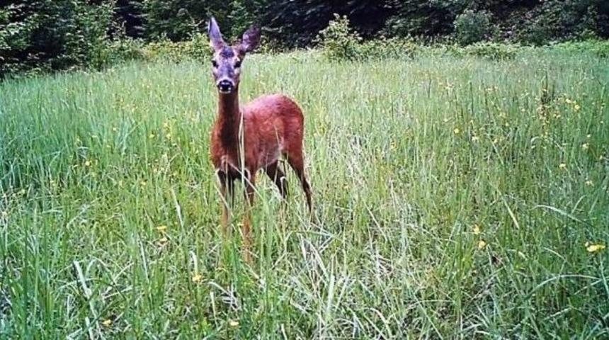 Yaban Hayatı Foto Kapanla İzleniyor