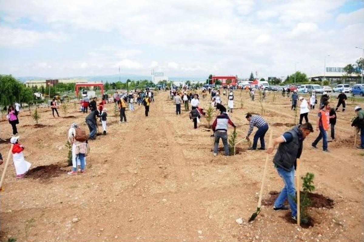 Odunpazarı Belediyesinden &lsquo;&ouml;zg&uuml;rl&uuml;k Ormanı&rsquo;