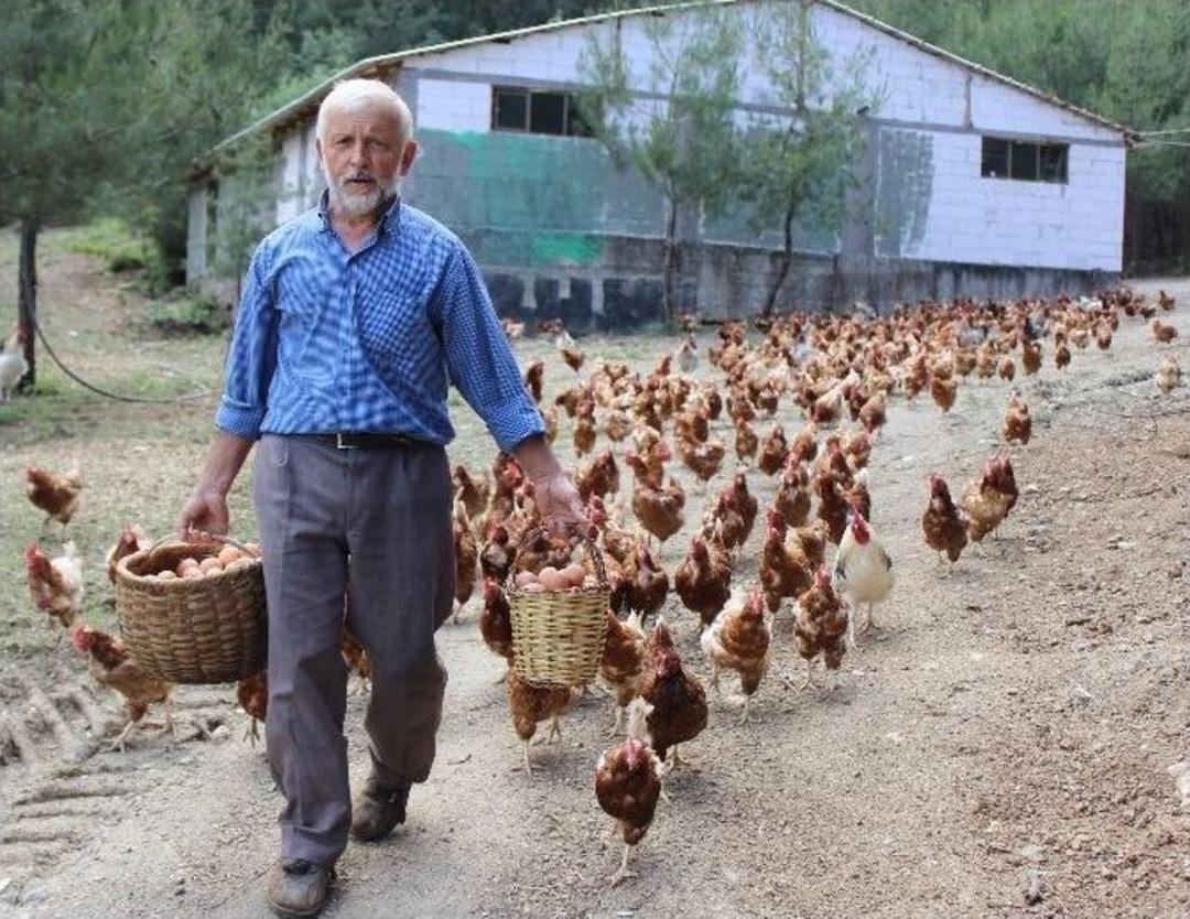 Tavukların Efendisi...(&ouml;zel Haber)