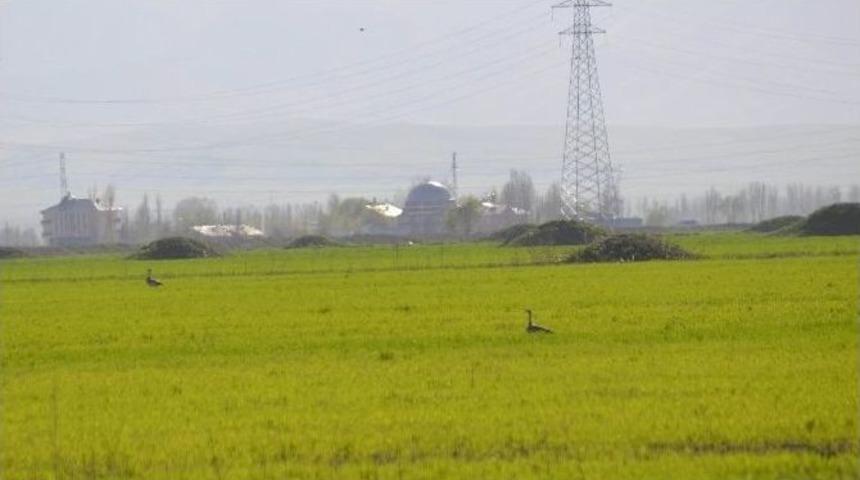 Muş&rsquo;ta Toy Kuşu Envanter &Ccedil;alışması Yapıldı