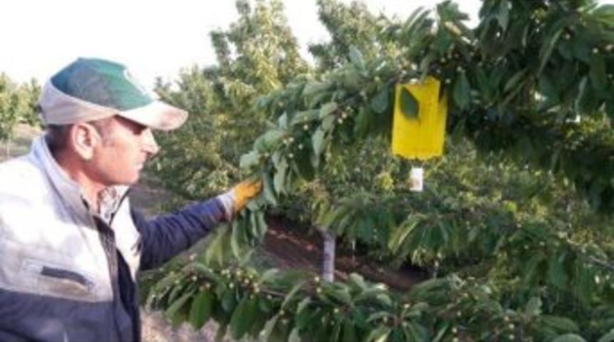 &Uuml;reticilere Kiraz Sineği İle M&uuml;cadele Ve Zirai İla&ccedil; Uyarısı