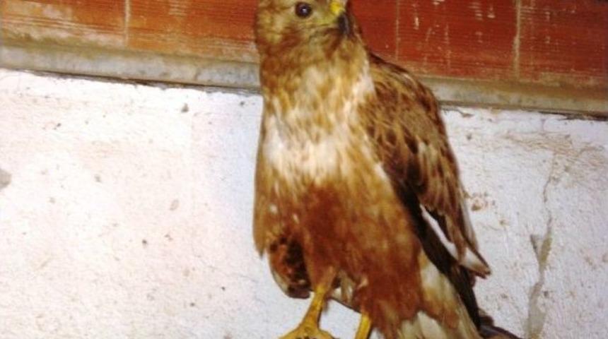 Yaralı Kızıl Şahin Arık Emin Ellerde