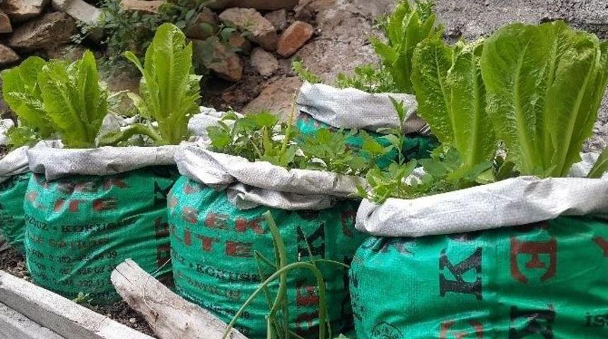 &Ccedil;uvalda Tarım