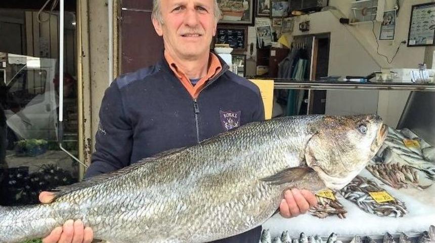 Taş Balığı G&ouml;renleri Şaşırttı