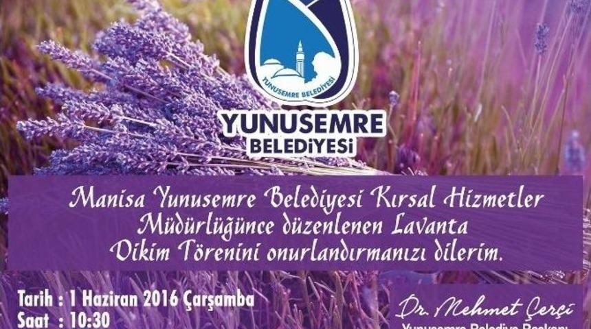 Yuntdağı&rsquo;nın Yeni Gelir Kapısı Lavanta Olacak