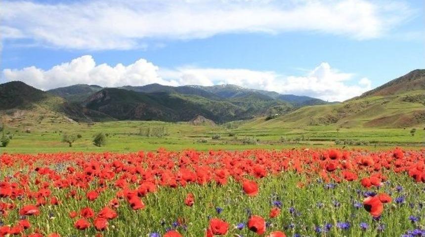 Gelincikler Doğayı Süsledi