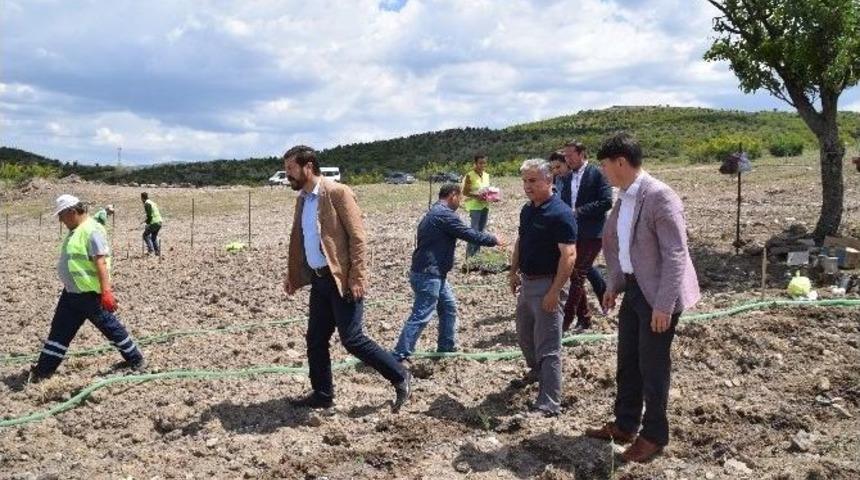 Lavanta İle G&ouml;&ccedil;&uuml; Tersine &Ccedil;evirecekler