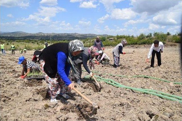 Lavanta İle Göçü Tersine Çevirecekler