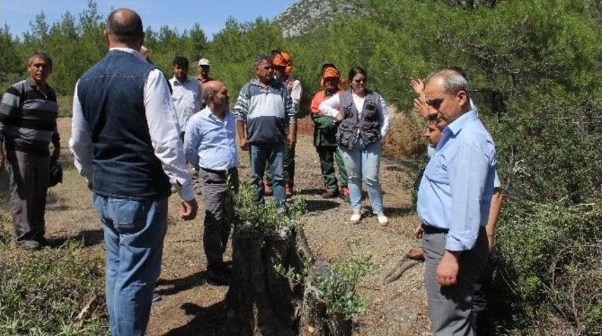 Aydın Ve Muğla&rsquo;da 75 Bin Delice Aşılanıyor