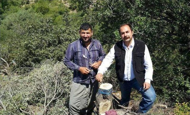 Aydın Ve Muğla&rsquo;da 75 Bin Delice Aşılanıyor 1