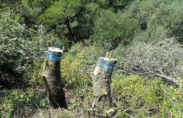 Aydın Ve Muğla&rsquo;da 75 Bin Delice Aşılanıyor 2